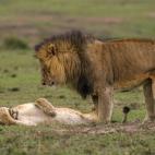 5c8a5b783b000070066be26e