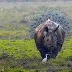 Este rinoceronte siempre ha querido ser un pavo real.