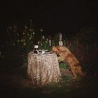 Cuando el perro no contrala sus ganas de probar la tarta