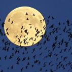 5c8a905d2500005206814b8e