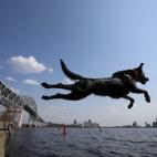 Un perro salta al agua junto al Puente John A. Blatnik en Duluth, Minnesota, EEUU.