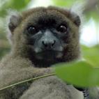 Los lémures son un grupo de primates que sólo existe en Madagascar. La mayoría están seriamente amenazados. Pero algunos, como lémur grande del bambú, sólo cuentan con un centenar de ejemplares.