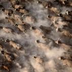Una manada de búfalos africanos levanta una nube de polvo al cruzar corriendo por un lago seco en busca de agua en el Parque Nacional de Amboseli, en el sur de Kenia.