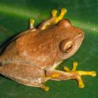 La Sierra Central de Sri Lanka es una de las escasas zonas de la isla que no ha sucumbido al avance de la agricultura. Sus selvas húmedas son el refugio de un centenar de anfibios como esta Philautus hoffmanni.