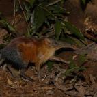 Entre las rarezas que esconden las Montañas Udzungwa está el sengi de cara gris, un mamífero familiar lejano de los elefantes, que sólo se conserva en este lugar de Tanzania.