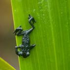 La rana negra Roraima es tan endémica que sólo sólo se encuentra en dos tepuis, los dos localizados en Canaima.