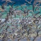 Los charranes arábigos alzan el vuelo en isla Mnemba (Tanzania). Estas aves suelen anidar en islotes y son comunes en zonas del mar Rojo, el Cuerno de África e India.