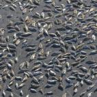 Focas comunes en la bahía de Bristol, Alaska (Estados Unidos).