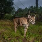 Path of the Panther, Carlton Ward Jr., Estados Unidos.