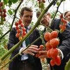 Al l&iacute;der del PP poco le ha quedado por hacer en esta campa&ntilde;a. En Almer&iacute;a, en su visita a las instalaciones de la Cooperativa Agr&iacute;cola CASI y del Grupo Caparr&oacute;s, aprovech&oacute; para recoger una caja de tomates...