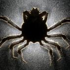 Primer premio de reportaje de Naturaleza