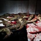 Tercer premio de reportaje de Naturaleza