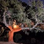 Alan&iacute;s (Sevilla)