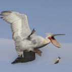 Nicholas De Vaulx ganó en la categoría Kenya Airways In The Air con esta fotografía de un pelícano distraído al que se le cayó un pez en pleno vuelo.