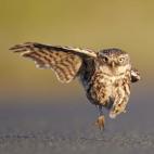 Austin Thomas destacó por esta imagen de un pequeño búho aterrizando con un ala desplegada.