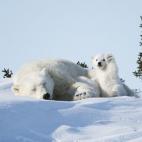 Otro de los puestos ganadores fue para Philip Marazzi por esta imagen de esta osa polar durmiendo la siesta mientras su hijo demuestra estar lleno de energía.