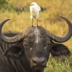 Tom Stables consiguió este retrato de un búfalo desafortunado.