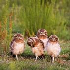 Cuatro crías de búho hicieron a Mario Gustavo Fiorucci merecedor de estar entre los ganadores.