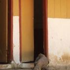 Caroline Tout sorprendió a un dragón de Komodo a la salida de un baño.