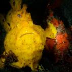 Jim Chen ganó en la categoría submarina con esta instantánea de un ranisapo dándole un aletazo a un igual.