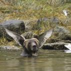 Adam Parsons retrató a este peculiar oso alado.