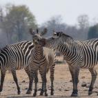 Thomas Bullivant, de Londres, ganó la categoría juvenil con este posado de tres cebras.