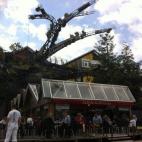 En el Café de las Ramas se puede comer menús fijos y bocadillos. El elefante mecánico pasa por delante, aunque no te preocupes, nunca apunta hacia ahí la trompa. Sobre el café se encuentra una de las ramas del Árbol de las Garzas, de 20 me...