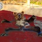 5c8b5ce5360000ba1a6ce43a