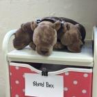 5c8b441d360000a61b6ccf0c