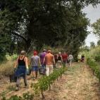 Los vendimiadores inician su jornada