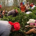 Los recolectores españoles, trabajando