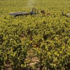 Vista general de la vendimia