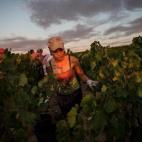 María Esperanza García Martínez, de 22 años, recoge las uvas