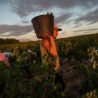 Antonio García, de 26 años, lleva un cubo lleno de racimos de uvas