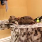 Es el nombre artístico del que podría decirse es el personaje común de las tres The Hole. El papel de Cristóbal lo interpretan en realidad dos roedores: Buba y Evo, ambos de criadero. La ayudante de dirección Flor Daneu asegura que tienen c...