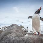 Yakee Harbour. Greenwich. Islas Shetland del Sur, Antártida.
