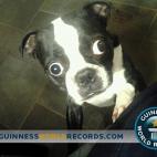 Bruschi es el perro con los ojos de mayor tamaño, según los Récord Guiness. Tienen 28 milímetros de diámetro.