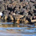 5c8a9a093b000037066c2f35