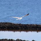 5c8a9a0c2400006f054c0fec