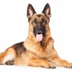 9-13 a&ntilde;os&mdash; Pastor australiano: 13-15 a&ntilde;os&mdash; Pastor belga: 10-12 a&ntilde;os