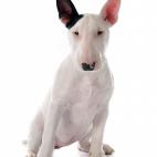 &mdash; Bull Terrier: 10-14 a&ntilde;os&mdash; Bull Terrier Miniatura: 11-14 a&ntilde;os