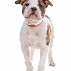 &mdash; Bulldog Americano: 10-15 a&ntilde;os&mdash; Bulldog franc&eacute;s: 10-12 a&ntilde;os&mdash; Bulldog ingl&eacute;s: 8-10 a&ntilde;os