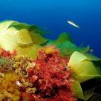 Bosque de laminarias (Saccorhiza polyschides) y (Cystoseira sp.). Doncellas (Coris julis) alrededor. Isla de Alborán, Almería, España. 2006. Foto de Jose Cueto, cortesía de Oceana.