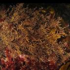 Imagen de Carlos Minguell, cortesía de Oceana. En Stora Pölsan, Djupa rännan, Kattegat, Suecia. 2011.