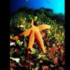 Foto de Juan Cuetos, cortesía de Oceana. En la Isla Horadada, Islas Columbretes, Castellón, España (2006).