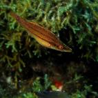 Tordo picudo (Symphodus rostratus) y algas pardas (Dictyopteris membranacea). En Islas Columbretes, Castellón, 2006. Imagen de Juan Cueto, cortesía Oceana.