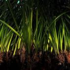 Imagen de Carlos Minguell. Cortesía Oceana. Rizoma de (Posidonia oceanica). Pecorini a Mare, isla de Filicudi, Islas Eolias, Italia. 2008.