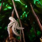 Estrella de mar espinosa (Marthasterias glacialis) en bosque de laminarias (Laminaria sp.). Illa da Rúa, Ría de Arousa, Galicia, España. 2008. Foto de Carlos Suárez, cortesía Oceana.