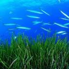 Banco de espetones (Sphyraena viridensis) sobre posidonia (Posidonia oceanica). Punta Rasa, Formentera, Baleares, España. 2010. Foto de Carlos Minguell, cortesía Oceana.