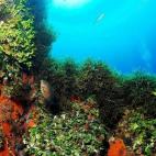 Foto de Juan Cuetos, cortesía de Oceana. Castañuela (Chromis chromis) en prado de algas verdes y pardas. Noroeste de Isla Horadada, Islas Columbretes, Castellón, España. 2006.